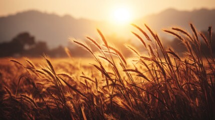 Naklejka premium Golden Wheat Fields Bathed in Warm Sunset Light with Soft Breezes and Blurred Mountains in the Background for Nature Photography