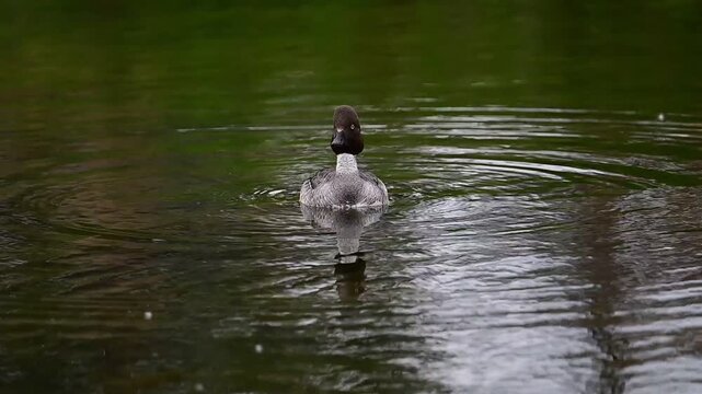 duck in the water, Common Goldeneye female,nature, wildlife, animal, pond, swimming, swim, Canada, Alberta