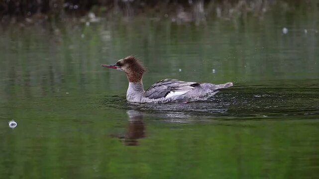 duck in the water, Common Merganser female.duck, water, nature, wildlife, animal, swimming, wild, pond, 