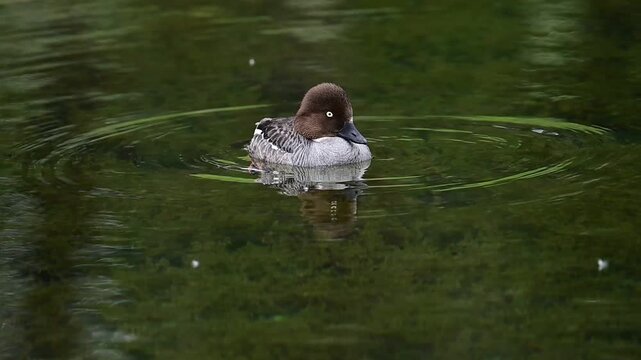 duck in the water, Common Goldeneye female,nature, wildlife, animal, pond, swimming, swim, Canada, Alberta
