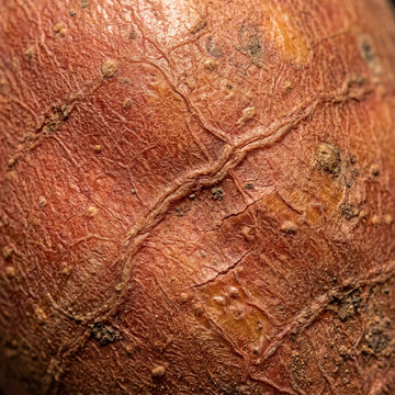 Close up background texture of brown snake fruit or dry plant skin