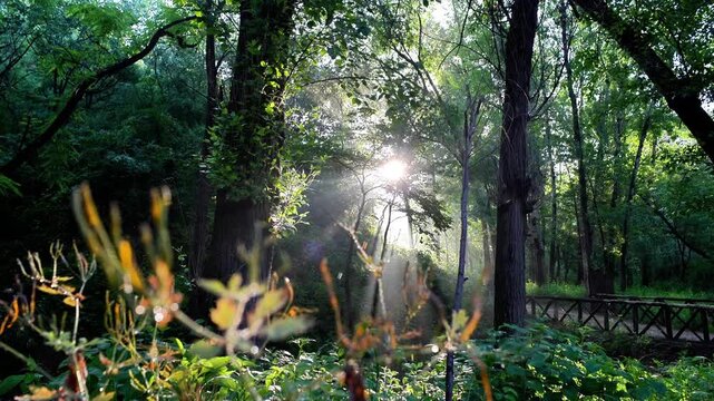 Morning Sun Rays Through Forest Trees with Tyndall Effect
