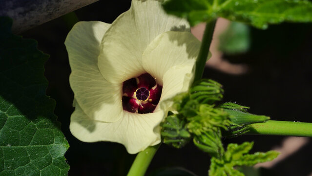 The stamen and pistil of cucumber flower
