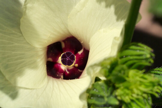 The stamen and pistil of cucumber flower