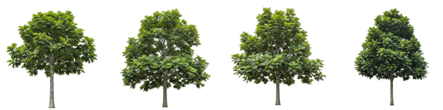 Four breadfruit trees isolated on black background for garden design