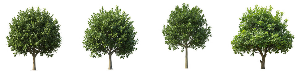Obraz premium Four green citrus trees with fruits isolated on a black background