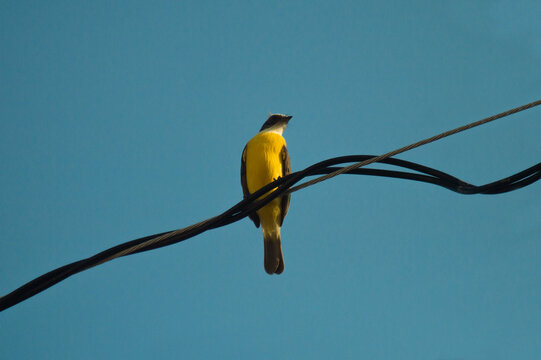 Pajaro pecho amarillo