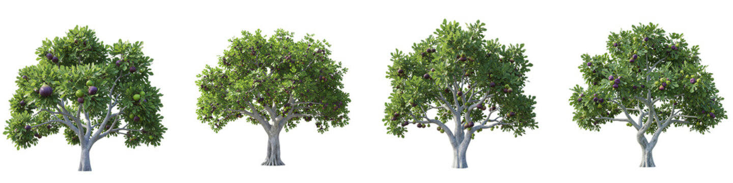 Four individual fig trees with ripe fruit isolated on black background