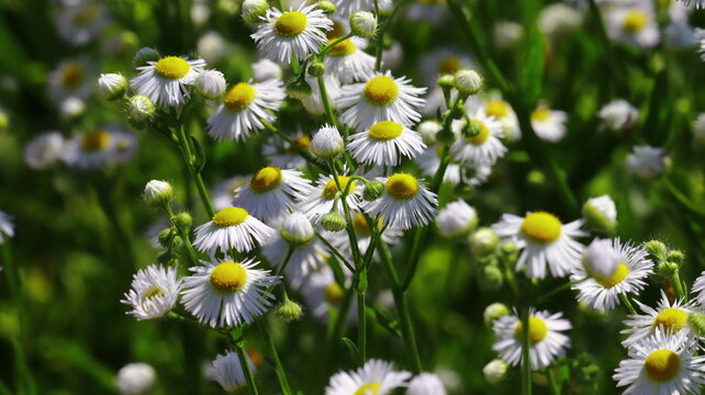 Peaceful Erigeron Daisy Meadow: Reflecting Natural Growth, Environmental Serenity, and Life's Gentle Cycles