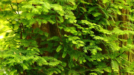 Fototapeta premium Vibrant Green Redwood Foliage and Tree Bark Texture in a Lush Forest Environment