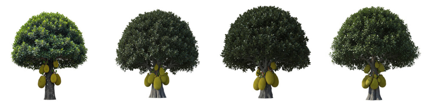 Four isolated jackfruit trees with ripe yellow fruits on black background