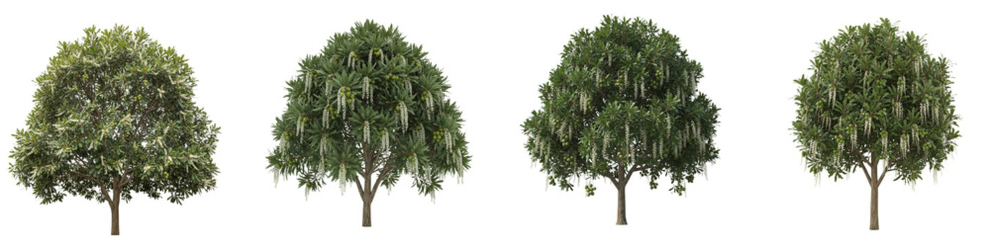 Four macadamia trees with flowers and nuts isolated on black background