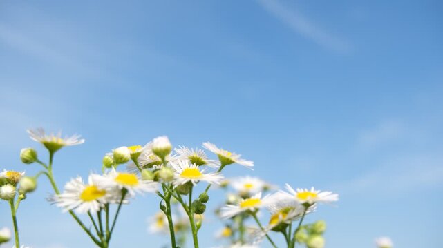 Annual Fleabane Wildflowers Swaying Together Against Blue Sky
