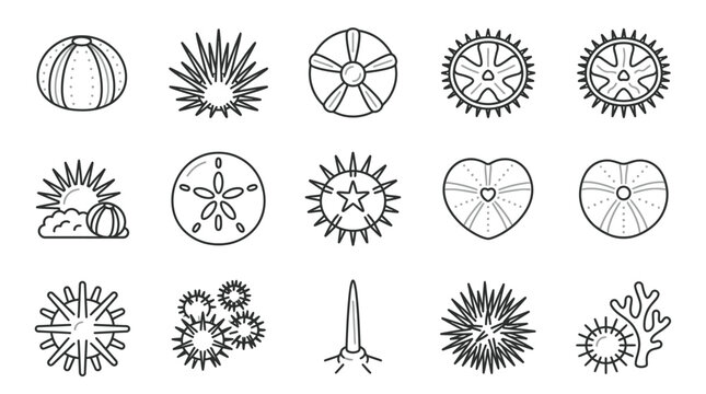 Set of sea urchins and sand dollars line art.