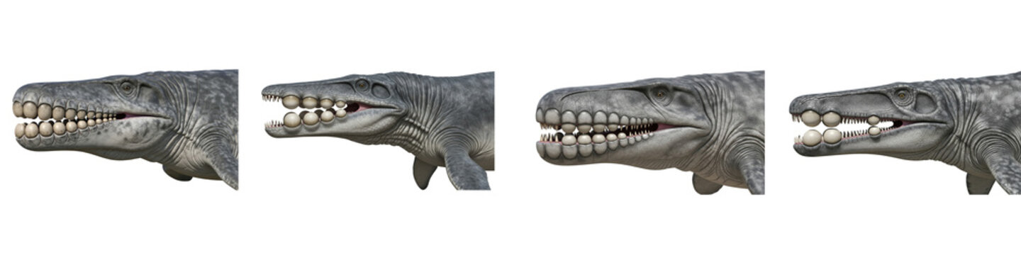 Mosasaurus dinosaur head with ball teeth isolated on black background