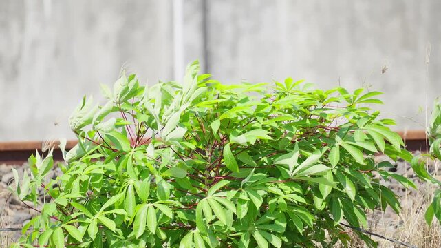 Fresh Green Cassava Leaves in Tropical Garden