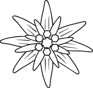 Simple line art illustration of an edelweiss flower with edelweiss