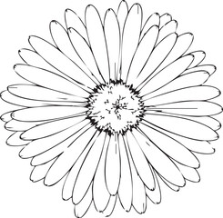 Obraz premium Detailed line art drawing of a single daisy flower with botanical