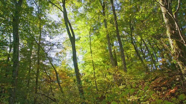 紅葉の名所 秋の鳴子峡の風景　Autumn scenery of Naruko Gorge, a famous spot for autumn foliage.