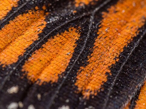 Extreme Close Up of Monarch Butterfly Wing Pattern