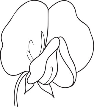 Simple line art drawing of a single sweet pea flower bloom