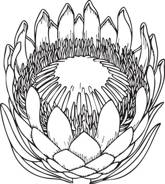 Protea flower line art drawing with botanical monochrome isolated