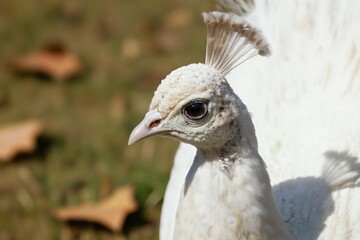Fototapeta premium White peacock bird profile head detail. Elegant avian creature with detailed feathers and sharp beak. Rare wild fauna in natural outdoor setting with soft light.