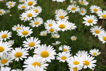 Fototapeta premium Oxeye daisies with white petals and yellow centers.