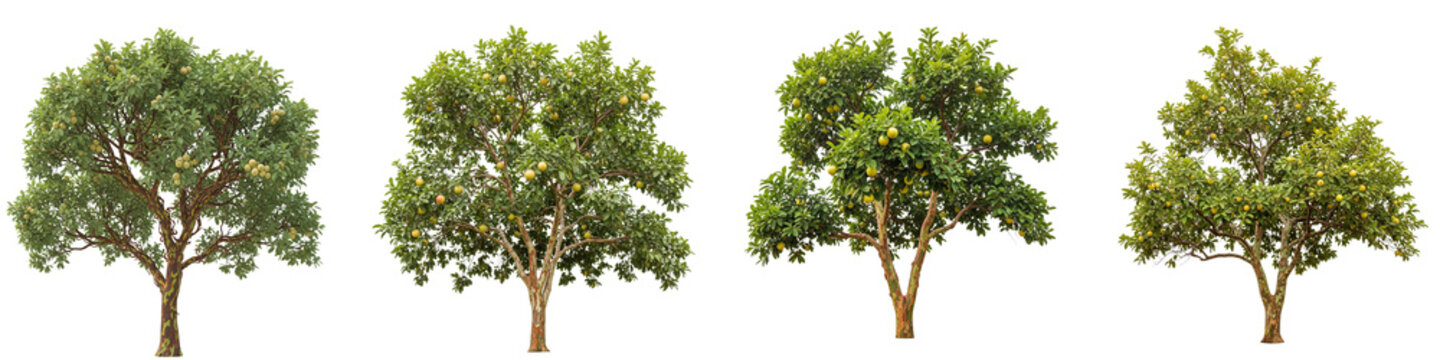 Set of four guava trees with ripe yellow fruit isolated on black background