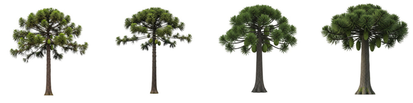 Set of four isolated Araucaria araucana monkey puzzle trees on black