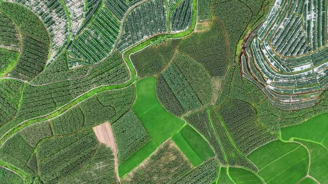Green Agricultural Mosaic: Rice Paddies, Corn, and Winter Melon Fields, Aerial
