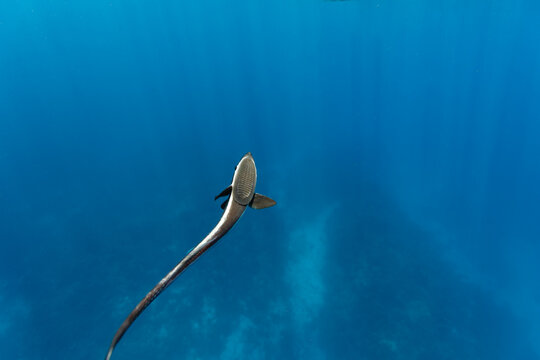 Close up of remora, Remora remora, fish free swimming in clear blue tropical waters