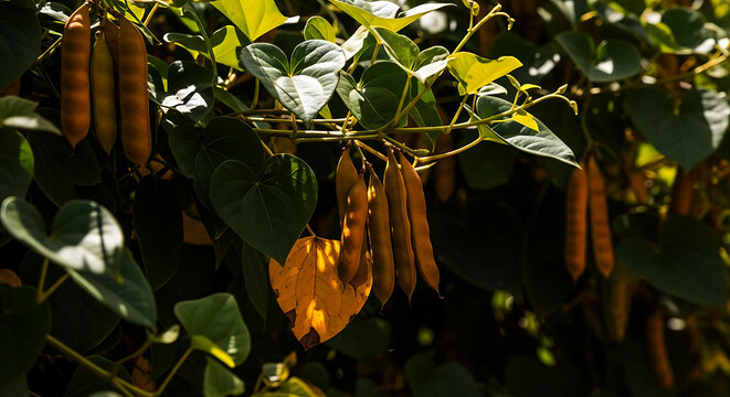 Brown bean pods hang from a green leafy vine in sunlight plant