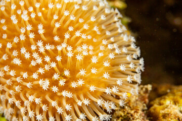 Close-up of a colony of soft coral polyps with white tips. © Pete Niesen Photo