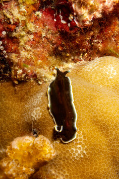 A dark flatworm with a white border glides over a textured coral surface.