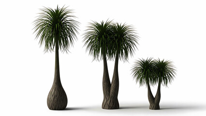 Obraz premium Three green palm trees of varying sizes on white background plant nature