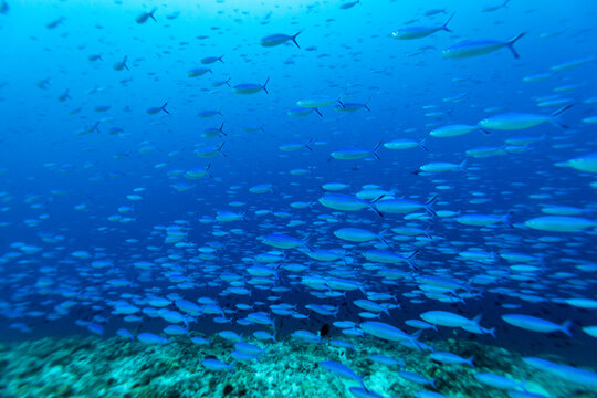 A large school of fusilier fish swims in clear blue ocean water.