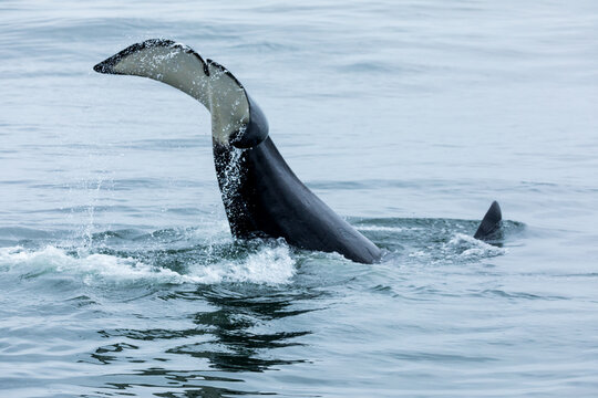 Juvenile killer whale breaches and splashes while playing in the blue gray waters of pacific ocean