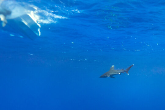 oceanic whitetip shark, Carcharhinus longimanus, swiming near the surface in clear blue tropical waters