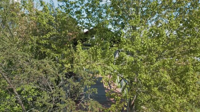 Aerial Shot of Hammock in Birch Trees at Russian Dacha