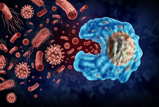 Phagocytosis by a macrophage a large white blood cell that engulfs and digests bacteria pathogens microbes foreign substances and cellular debris as an immunology innate immunity and biomedical scienc