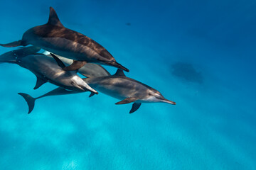 Fototapeta premium Intelligent and playful Red Sea Spinner dolphins, Stenella longirostris, swim in clear blue tropical waters