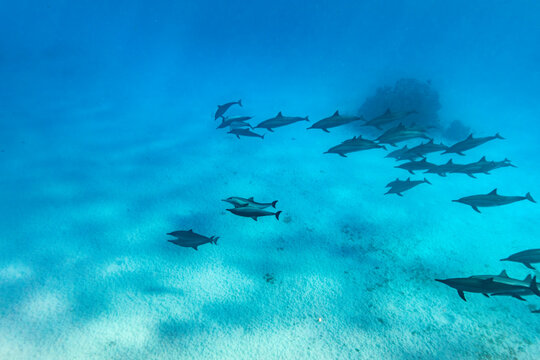Intelligent and playful Red Sea Spinner dolphins, Stenella longirostris, swim in clear blue tropical waters