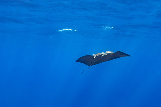Rare black Manta ray, Mobula alfredi, with 2 remora fish attached swims or flys through clear blue ocean water