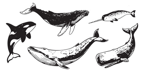 Hand drawn whale illustration set with orca humpback narwhal and sperm whale © soesanto