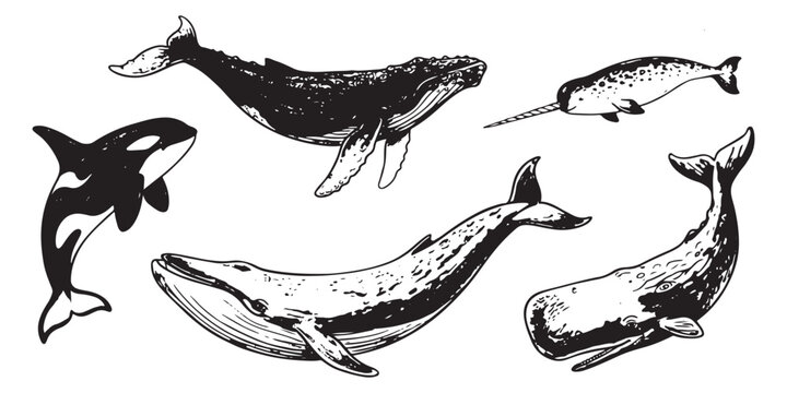 Hand drawn whale illustration set with orca humpback narwhal and sperm whale