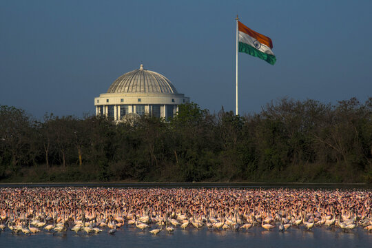 View of a large flock of pink flamingos wading in the water with the Navi Mumbai Municipal Corporation dome and the Indian national flag in the background Navi Mumbai, Maharashtra, India.