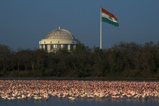 View of a large flock of pink flamingos wading in the Delhi Public School Lake with the Indian national flag and a domed building in Navi Mumbai, Maharashtra, India.
