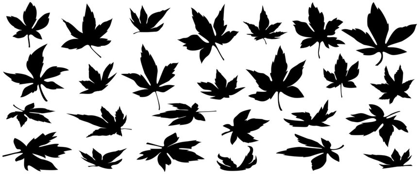Black Japanese Maple Leaves Collection Vector Illustration, Set of 26 Different Autumn Momiji Leaves Isolated on White Background, Botanical Foliage Design Elements