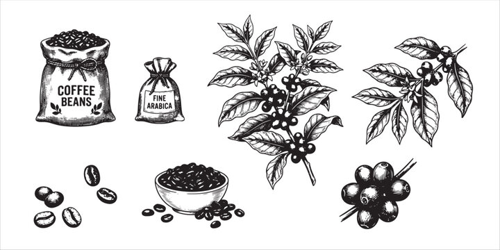 A beautifully detailed collection of hand-drawn coffee plant branches, beans, and burlap sacks in a classic vintage engraving style.